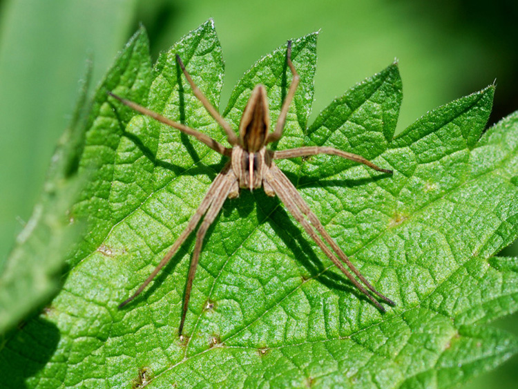 Pisaura sp.